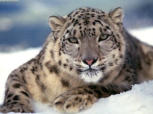 Apple patches over 30 bugs in OS X Snow Leopard